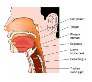 The anatomy of the throat relevant in sleep apnea